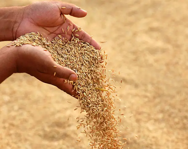 Hand holding golden paddy seeds in Indian subcontinent