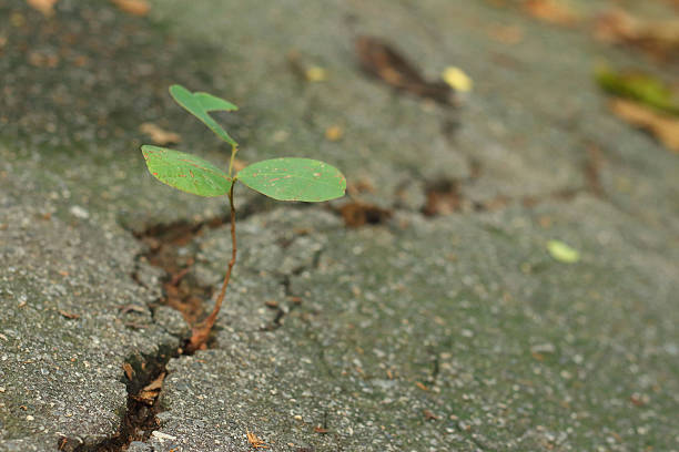 istock Growing of the tree between the street at the break. 476685448