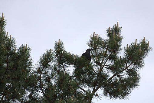 Common raven (Corvus corax) sitting on a conifer.