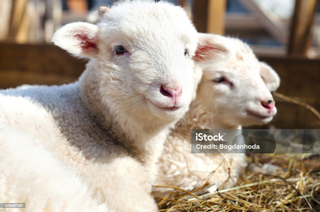 Jovem lambs sorrindo e olhando para a câmera enquanto dormir - Foto de stock de Drenthe royalty-free