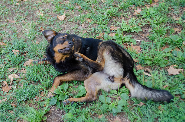 chien sans abri - dog scratching flea dog flea photos et images de collection