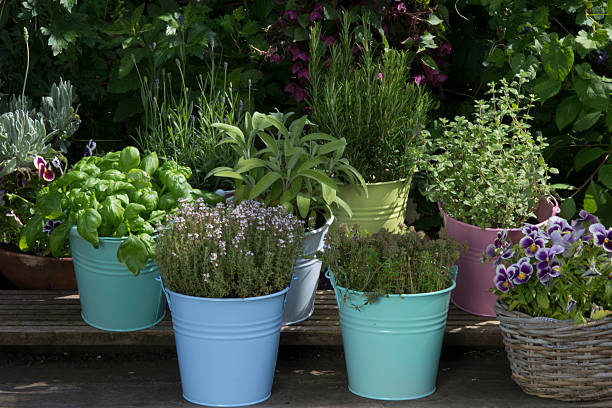 istock herbs in colored buckets in garden 476688568