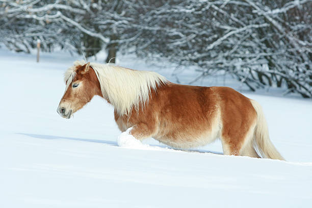 istock Amazing haflinger running in the snow 476689166