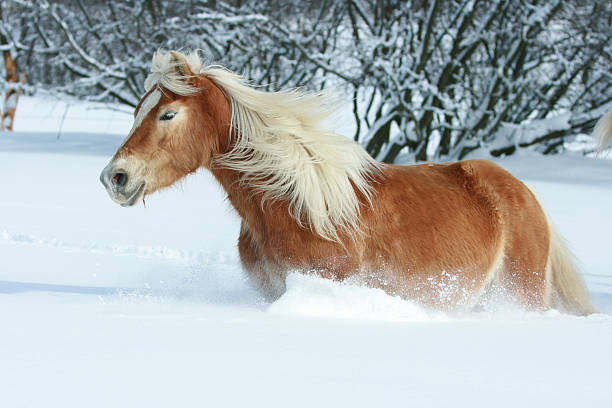 istock Nice haflinger with long mane running in the snow 476689176