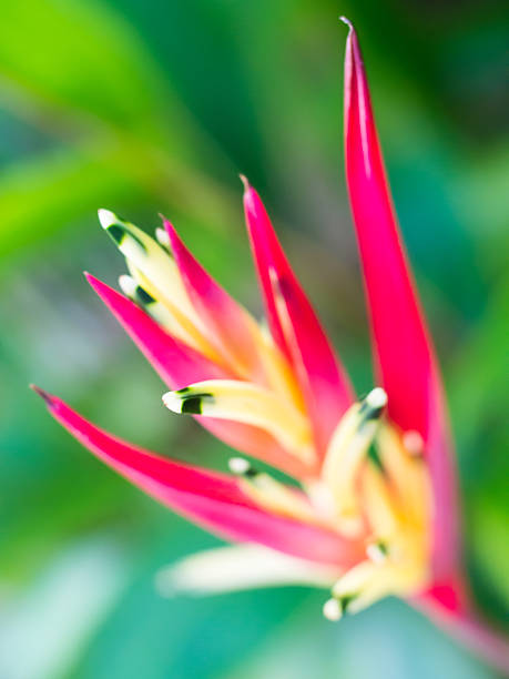 istock Blurred heliconia  flowers on green bokeh background 476689246