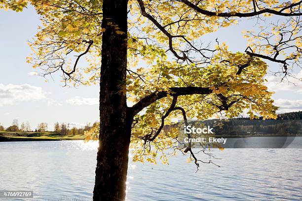 Retroiluminado De Ácer No Outono - Fotografias de stock e mais imagens de Ajardinado - Ajardinado, Ao Ar Livre, Arbusto