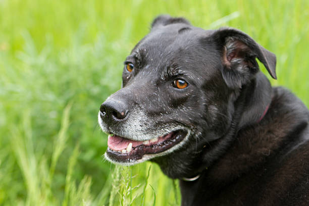 istock Black Dog Portrait 476693528