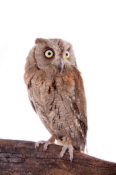 istock The European scops owl on white 476693910