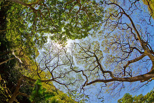 Canopy of trees