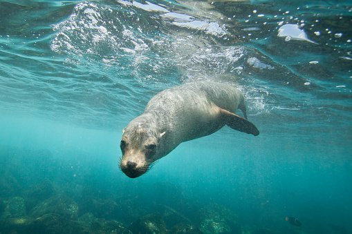 A friendly sea lion stops by to say hello.