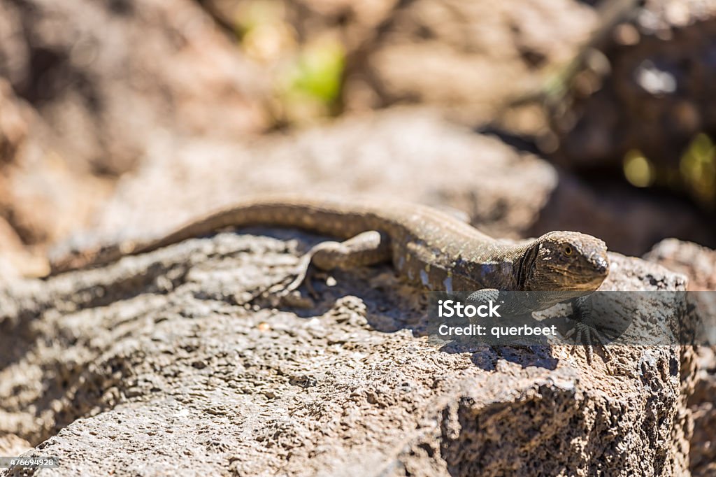 Gecko in Tenerife 2015 Stock Photo