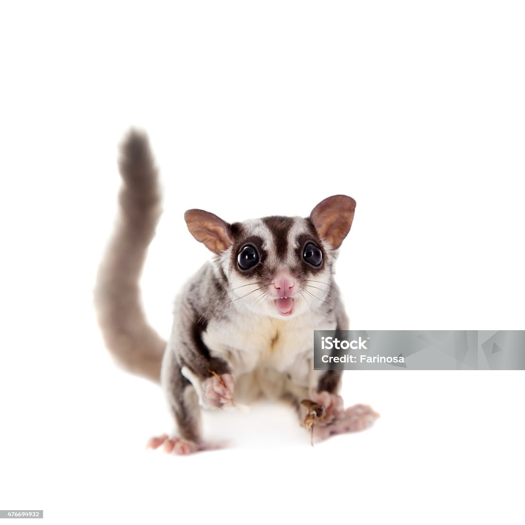 Sugar Glider Petaurus Breviceps Auf Weiß Stockfoto und mehr Bilder von ... - Sugar GliDer Petaurus Breviceps Auf Wei%C3%9F Sugar Glider Petaurus Breviceps Auf Weiß Stockfoto und mehr Bilder von ... - Sugar GliDer Petaurus Breviceps Auf Wei%C3%9F