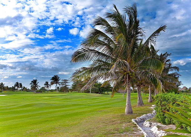 istock Palm trees on the edge field golf 476695922