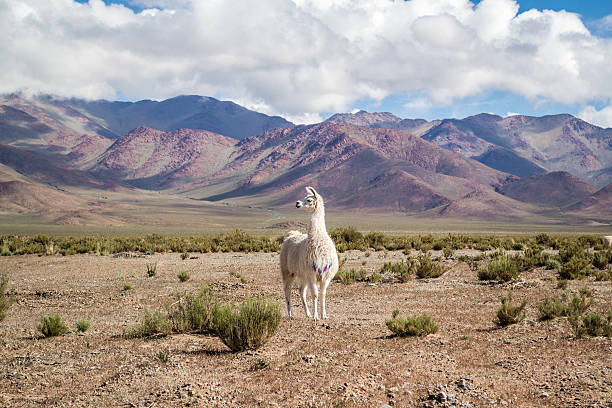 Scenic view of llama in Atacama desert in Chile