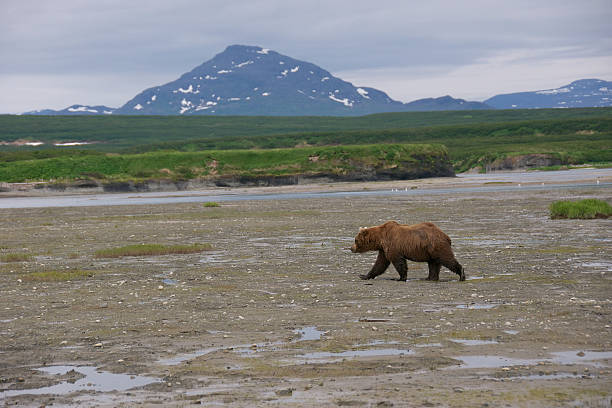 istock Brown Bear Against Mountain in Landscape 476696256