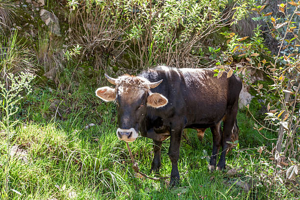 istock Peruvian brown cow backlit in Andean pasture 476696286