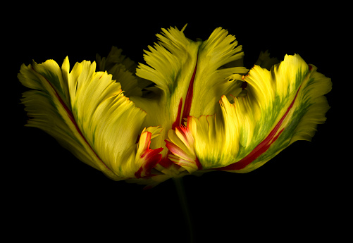 Yello and red parrot tulip isolated against a black background.  Background is solid black which is easily extended for copy space.