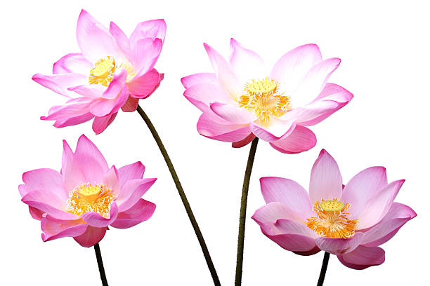 istock lotus flower isolated on white background. 476696664