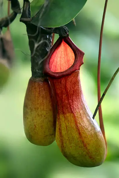 Close up of the nepenthes in tropical garden