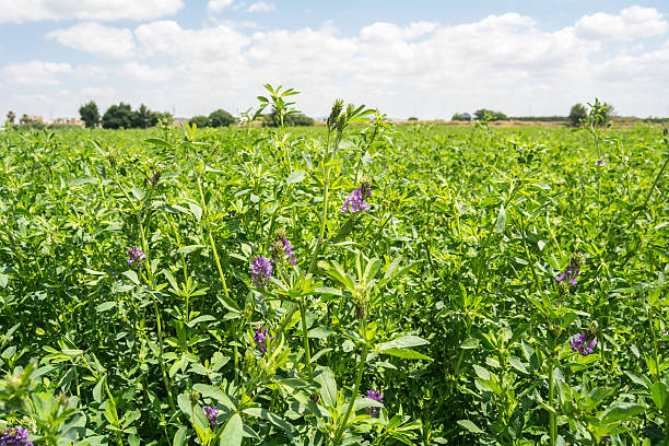 medicago sativa en fleurs (luzerne) - alfalfa photos et images de collection