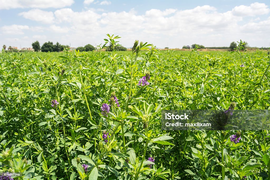 Medicago sativa in bloom (Alfalfa) Alfalfa Stock Photo