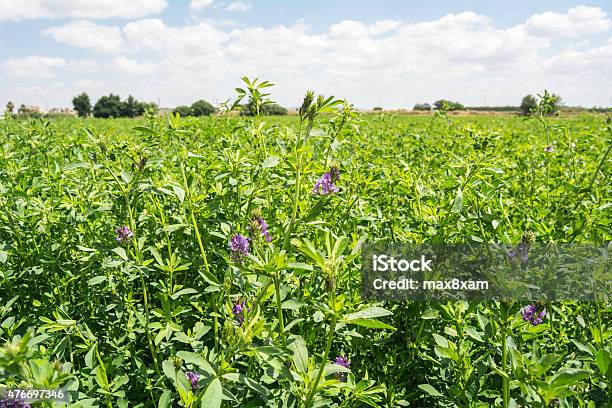 Medicago Sativa In Bloom Stock Photo - Download Image Now - Alfalfa, Pasture, 2015