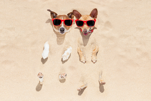 couple of two dogs  buried in the sand at the beach on summer vacation holidays , having fun and enjoying ,wearing red sunglasses