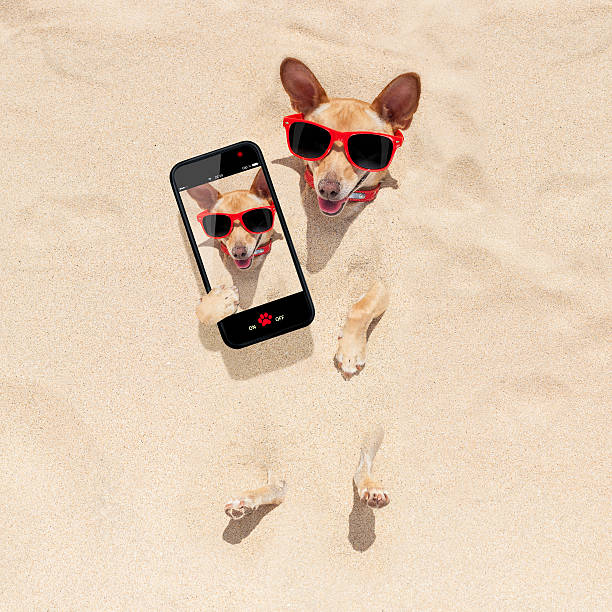 istock dog buried in sand selfie 476697518
