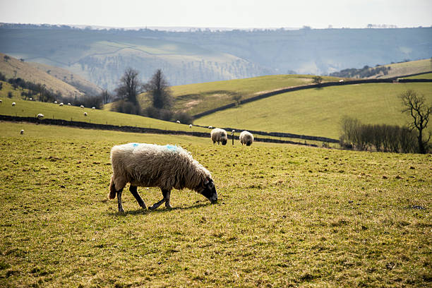 istock Sheep in farm landscape on sunny day Peak District UK 476699858