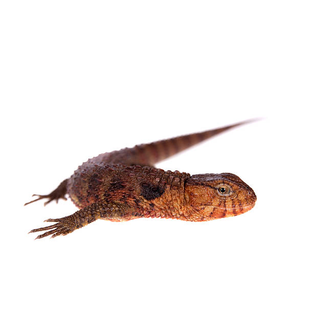 istock The chinese crocodile lizard on white 476700216