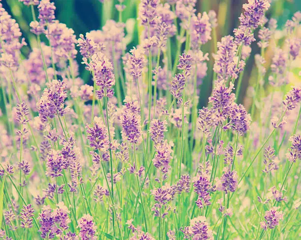 photo of blooming purple lavender flowers bush