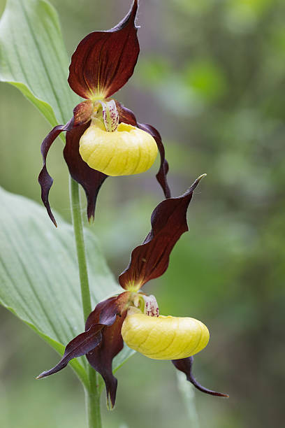 istock Cypripedium calceolus, lady slipper orchid 476702280