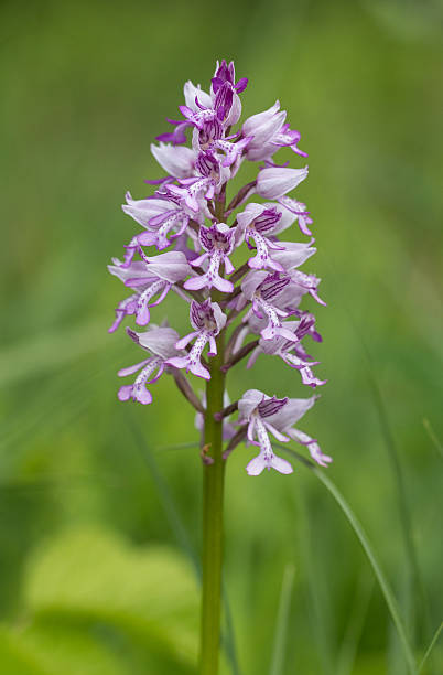 istock Orchis militaris, the military orchid 476702286