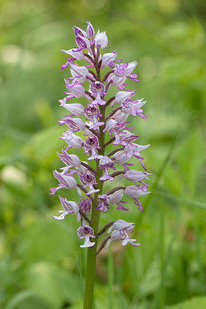 istock Orchis militaris, the military orchid 476702288