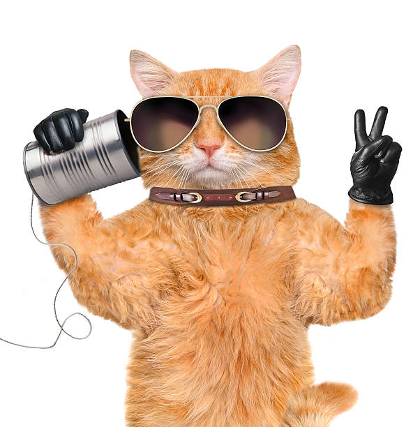 istock Cat on the phone with a can 476702566