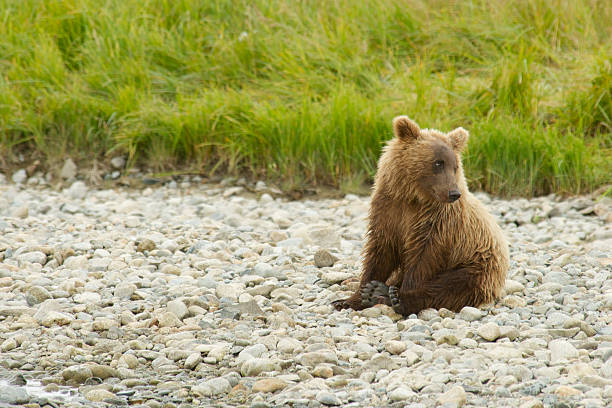 Brown Bear Cub Sitting on Rock Beach Brown Bear Cub Sitting on Beach katmai peninsula stock pictures, royalty-free photos & images