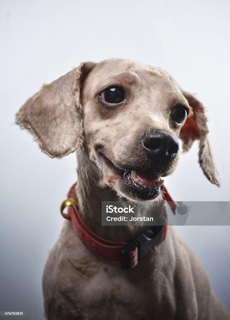 собака - Стоковые фото Бохо-шик роялти-фри