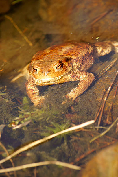 160+ Toad Basking In The Sun Stock Photos, Pictures & Royalty-Free ...