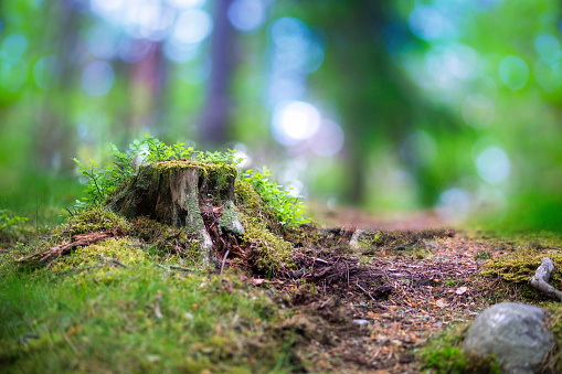 beautiful scandinavian forest with tree stump fungus, blueberry plants and magic blurred light in background