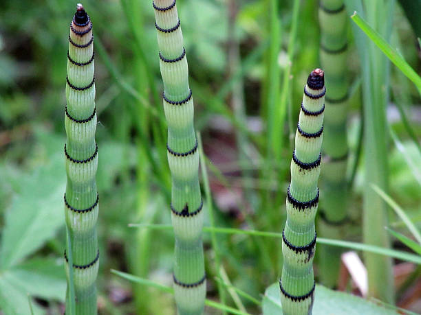 Equisetum hyemale sprouts Bunch of Equisetum hyemale sprouts, also known as a rough horsetail, scouring rush, scouringrush horsetail or zen plant horsetail bamboo stock pictures, royalty-free photos & images