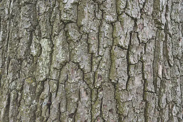 A tree trunk showing it's texture