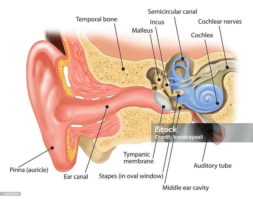 Complete Ear Human Ear Stock Illustration - Download Image Now - 2015, Cross Section ...