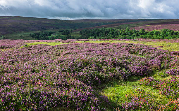 istock Heather in bloom on the moors, Yorkshire, UK. 476704673