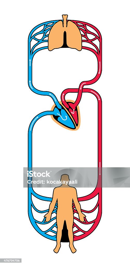 blood circulation diagram of blood circulation 2015 stock illustration