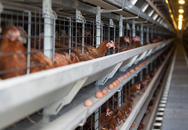 istock Laying hens on a poultry factory 476704806
