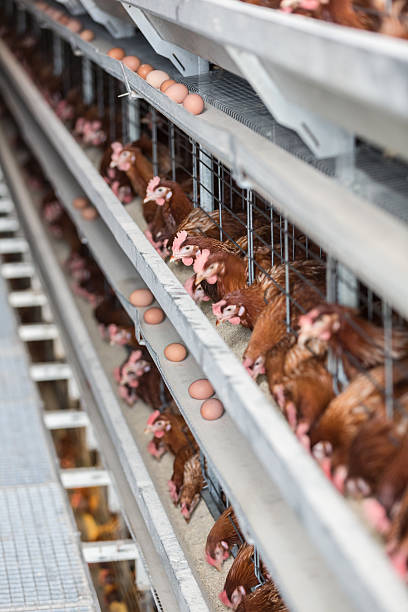 istock Laying hens on a poultry factory 476704834