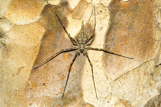 istock Close up of tree bark and long legs spider 476705164