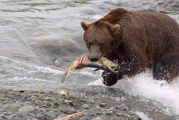 A mature brown bear exiting an Alaskan river with a Chum Salmon visible in its mouth