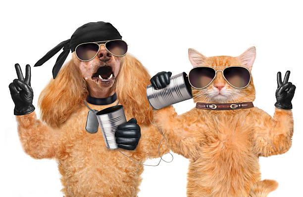 istock Cat with a dog on the phone with a can 476705368