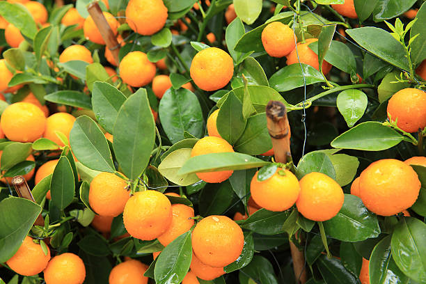 istock citrus fruits grow on tree 476705754